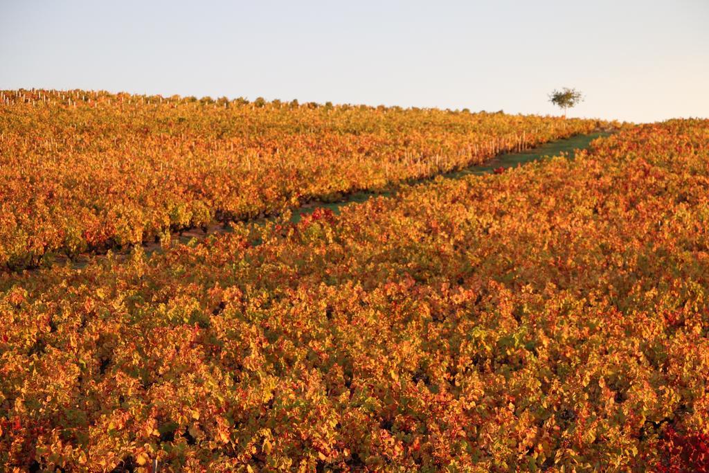 Bed and Breakfast Les Glycines - Domaine Gilles Coperet Regnie-Durette Екстер'єр фото